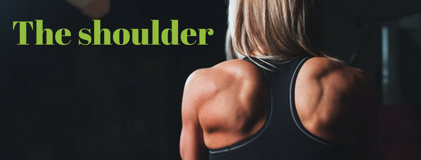 shoulder, shoulder mechanics, shoulder anatomy