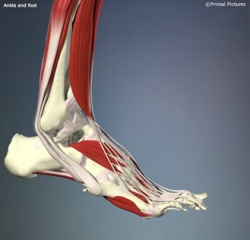 250px-Interactive_foot_-_ankle_and_foot_-_L10F26