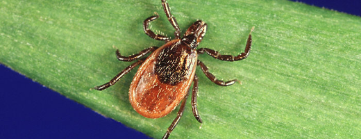 Tick Bites and Lyme Disease