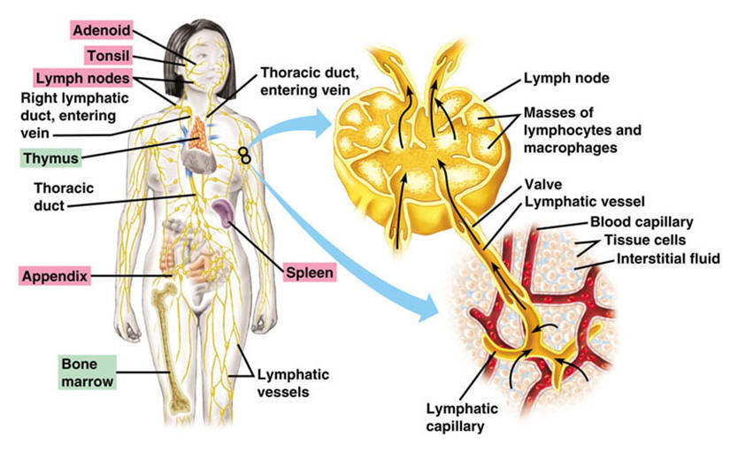 Lymph Node Function & Location