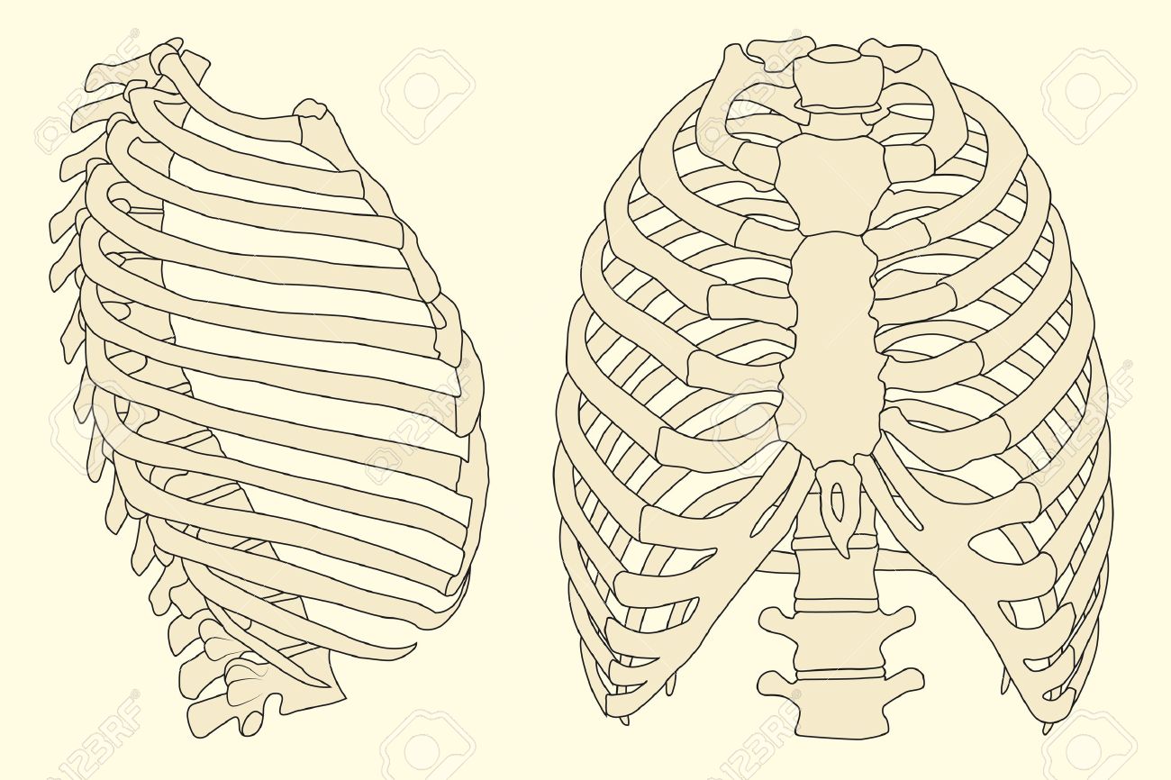 Ribs and the Spine