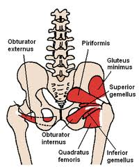 The Hip Anatomy 
