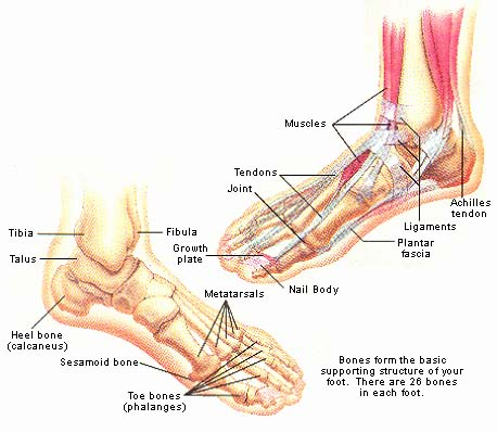 Common Conditions Causing Heel Pain