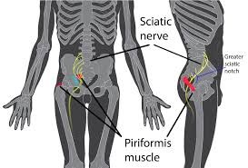 sciatic nerve