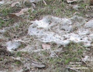 snow mould image 1