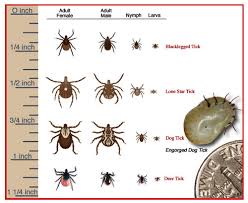 ticks