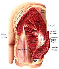 piriformis syndrome, treatment for piriformis syndrome, muscle for hip, massage for piriformis, chiropractic for piriformis