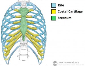 ribs