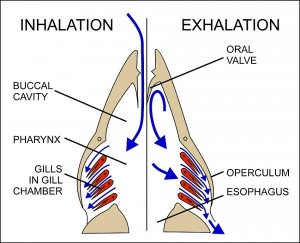 breathing mechanics