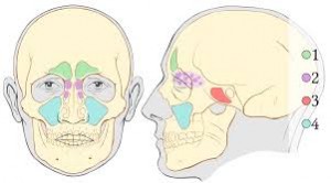 sinuses, cranial adjusting, cranial adjusting turner style, adjustments, treatment for sinuses,