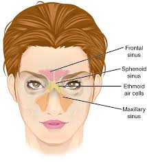 sinuses, cranial adjusting, cranial adjusting turner style, adjustments, treatment for sinuses,