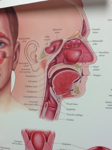 sinuses, cranial adjusting, cranial adjusting turner style, adjustments, treatment for sinuses,