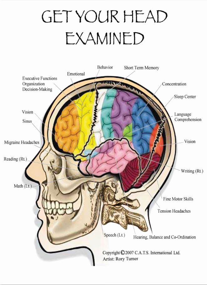 cranial adjusting turner style, get your head examined, concussion treatment, brain lobes, brain function