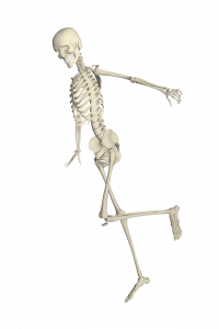 skeleton, bones, joints, muscles