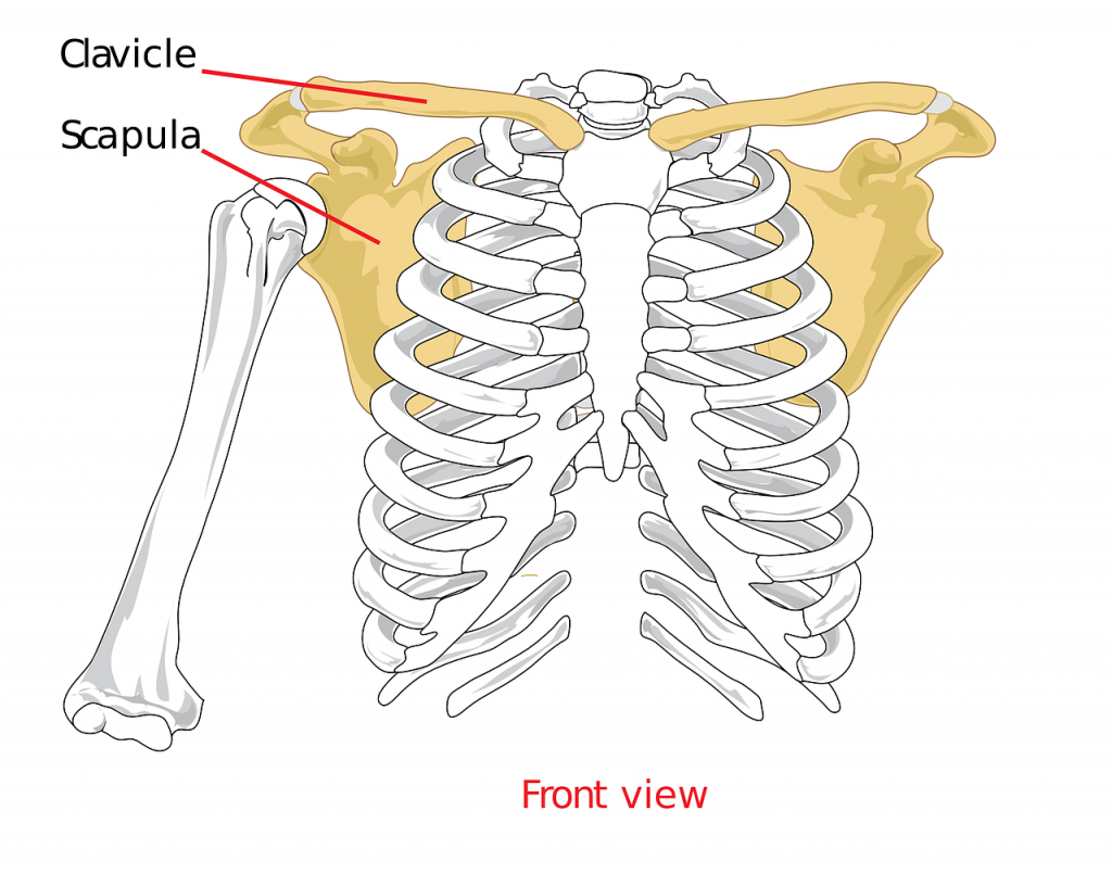 physiotherapy for the shoulder in ottawa, shoulder treatment, rotator cuff issues, shoulder physiotherapy ottawa